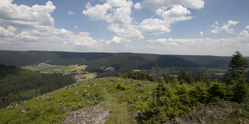 Nationalpark Schwarzwald, Landschaft nach Lothar