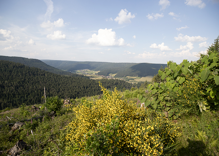 Nationalpark Schwarzwald, Landschaft Blumen