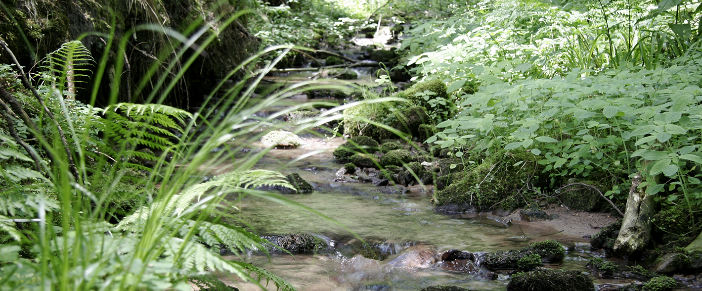 Frisches Schwarzwaldwasser