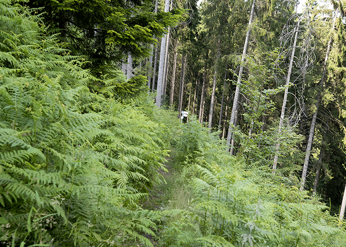 Nationalpark Schwarzwald, Wanderweg mit Farn